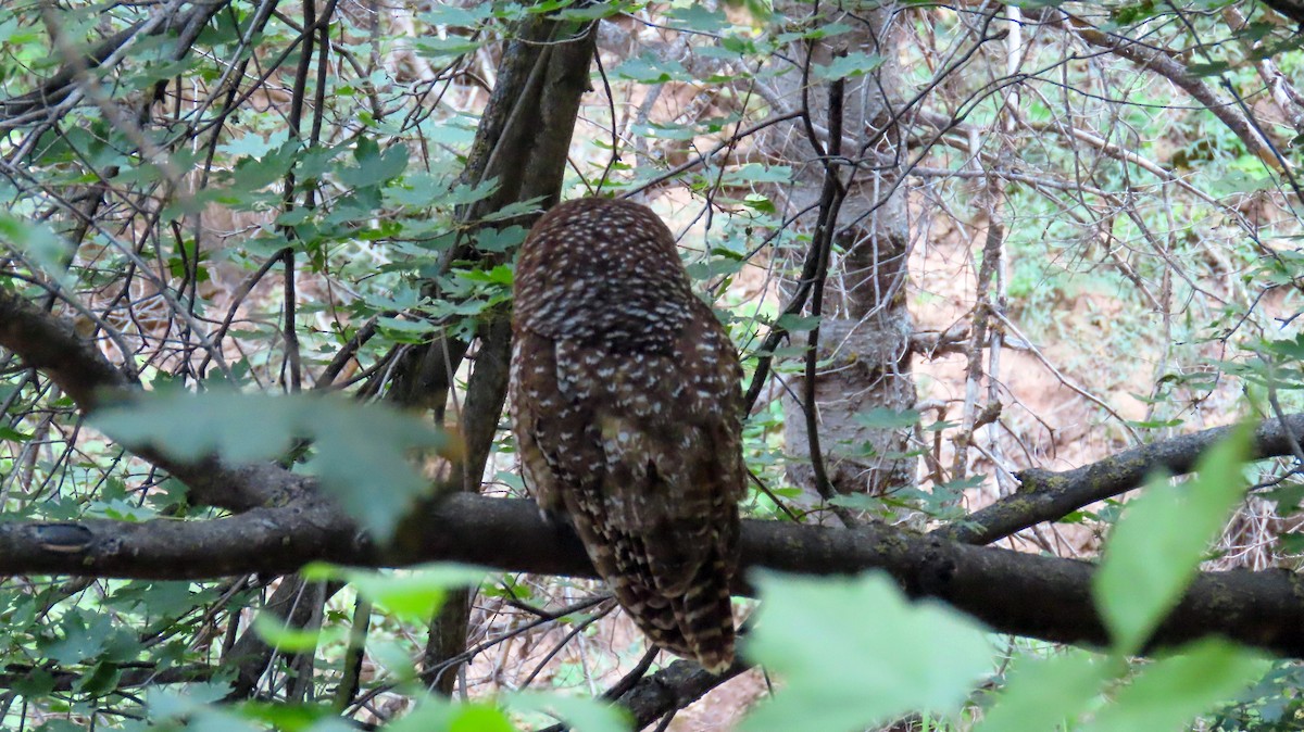 Spotted Owl - ML620158087