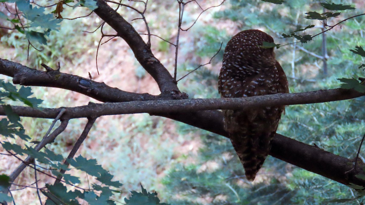 Spotted Owl - ML620158088