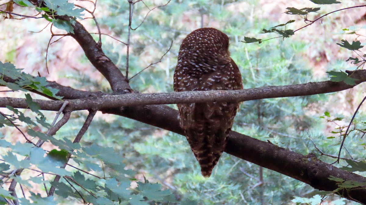 Spotted Owl - ML620158089