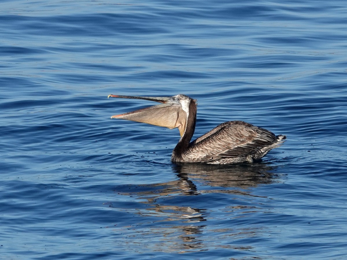 Brown Pelican - ML620158090