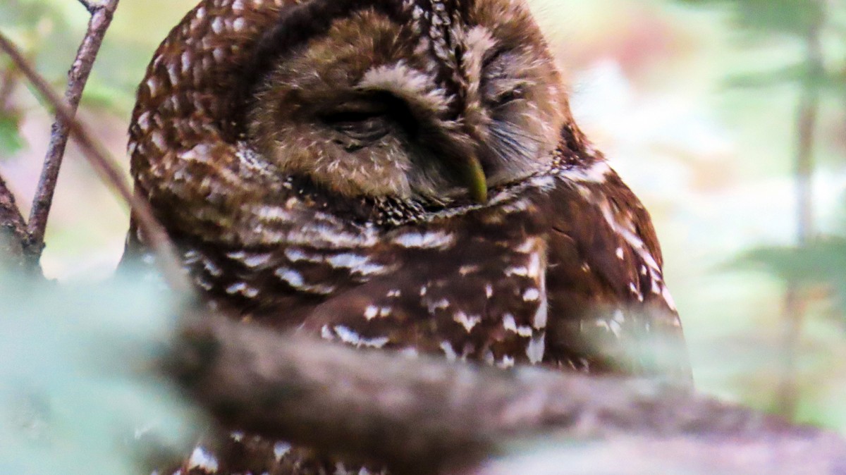 Spotted Owl - ML620158091