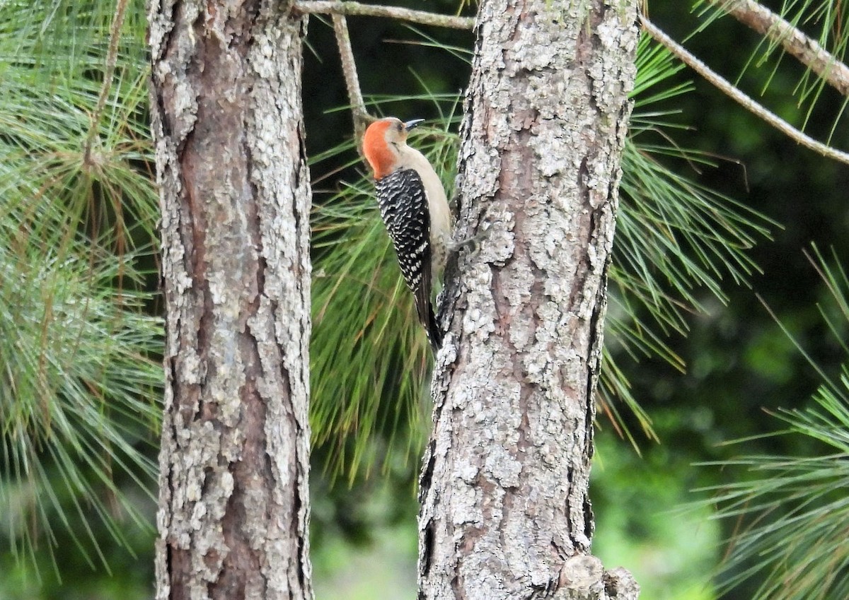 Red-bellied Woodpecker - ML620158103