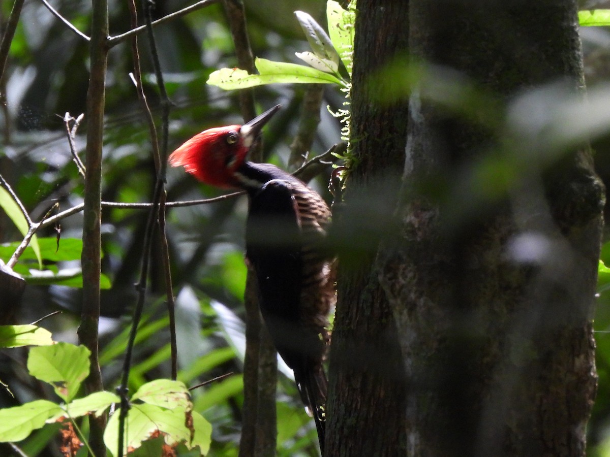 Crimson-crested Woodpecker - ML620158109