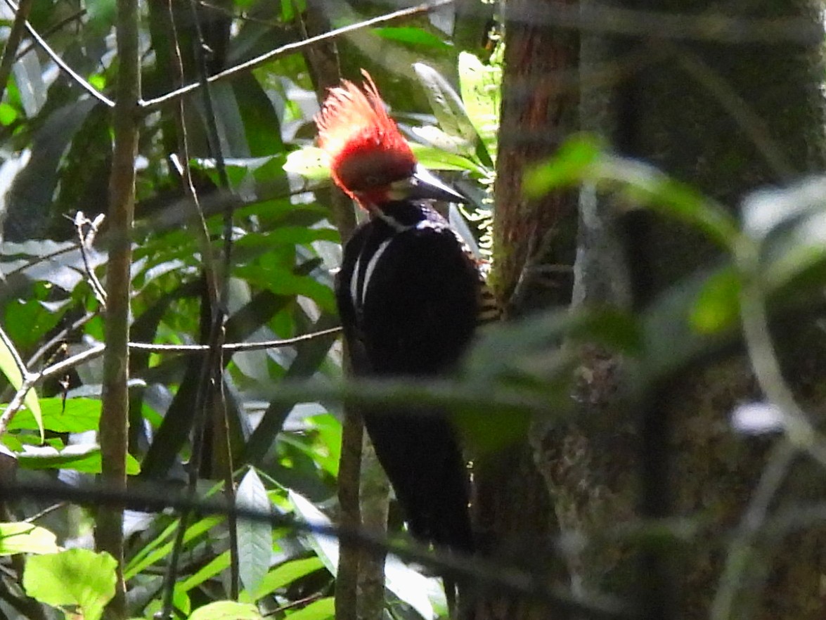Crimson-crested Woodpecker - ML620158110