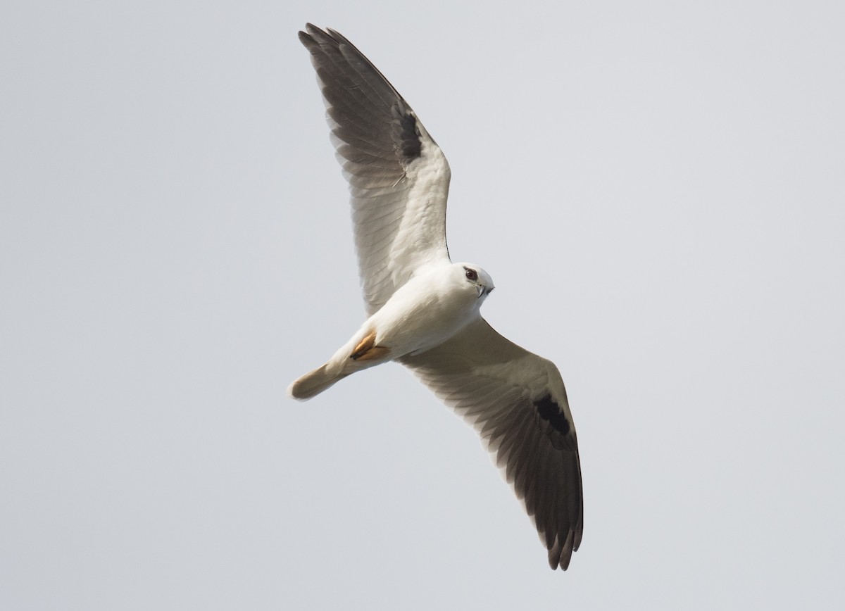 Black-shouldered Kite - ML620158118