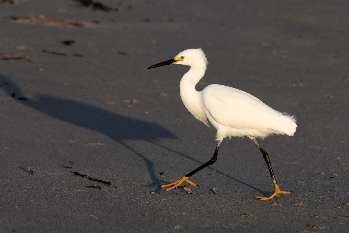 Snowy Egret - ML620158119