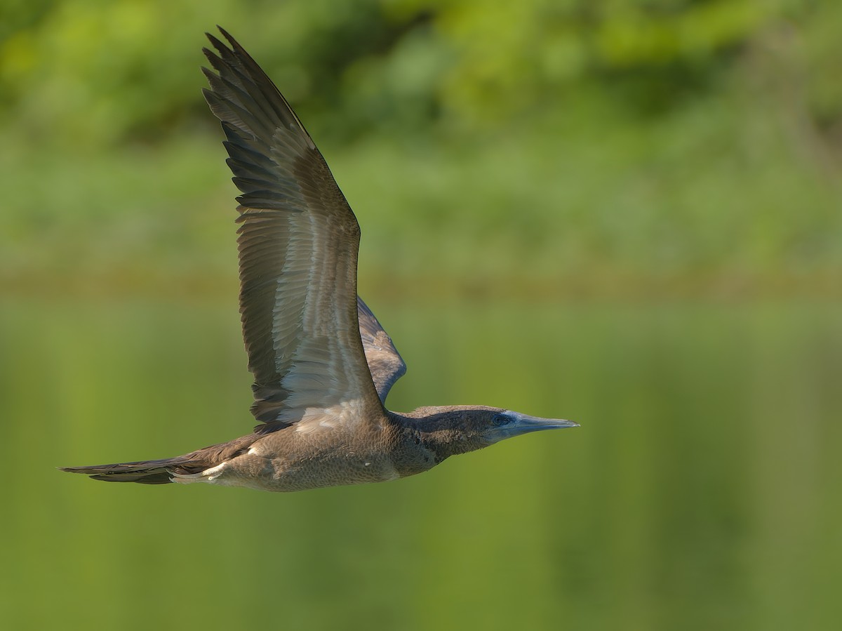 Brown Booby - ML620158126