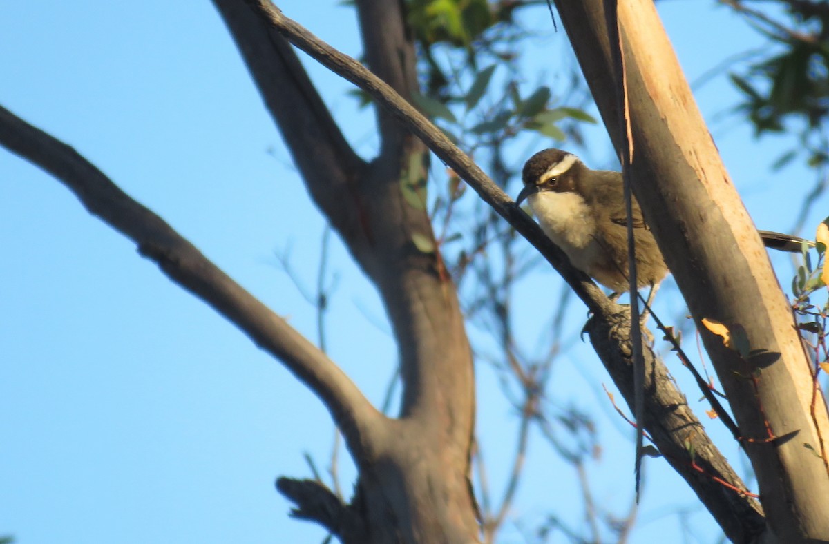 White-browed Babbler - ML620158143