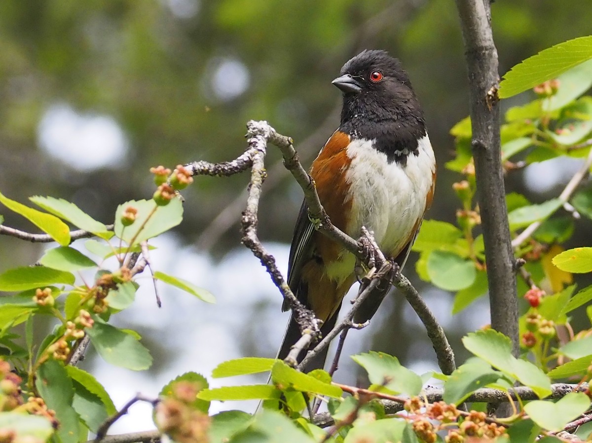 Spotted Towhee - ML620158146