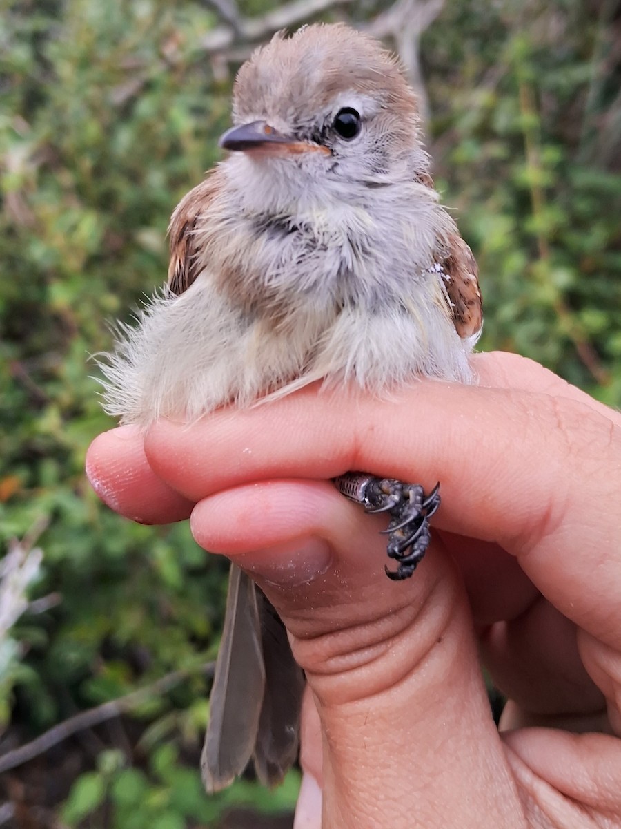 Southern Mouse-colored Tyrannulet - Valeria Torrado