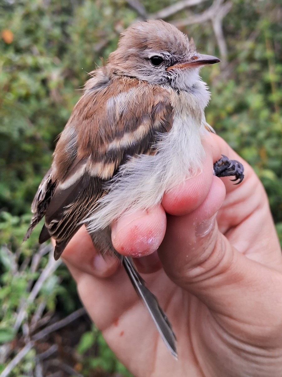 Southern Mouse-colored Tyrannulet - ML620158167