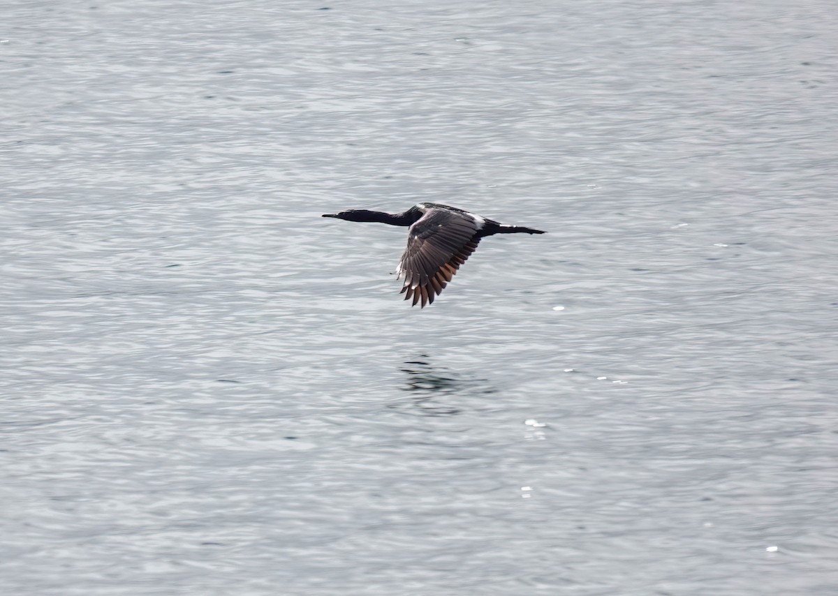 Pelagic Cormorant - ML620158169