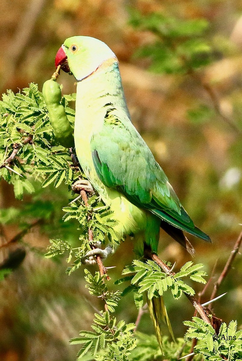 Yeşil Papağan - ML620158173
