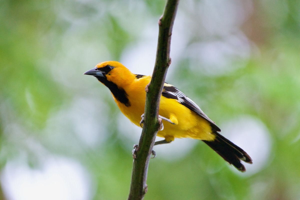 Streak-backed Oriole - ML620158180