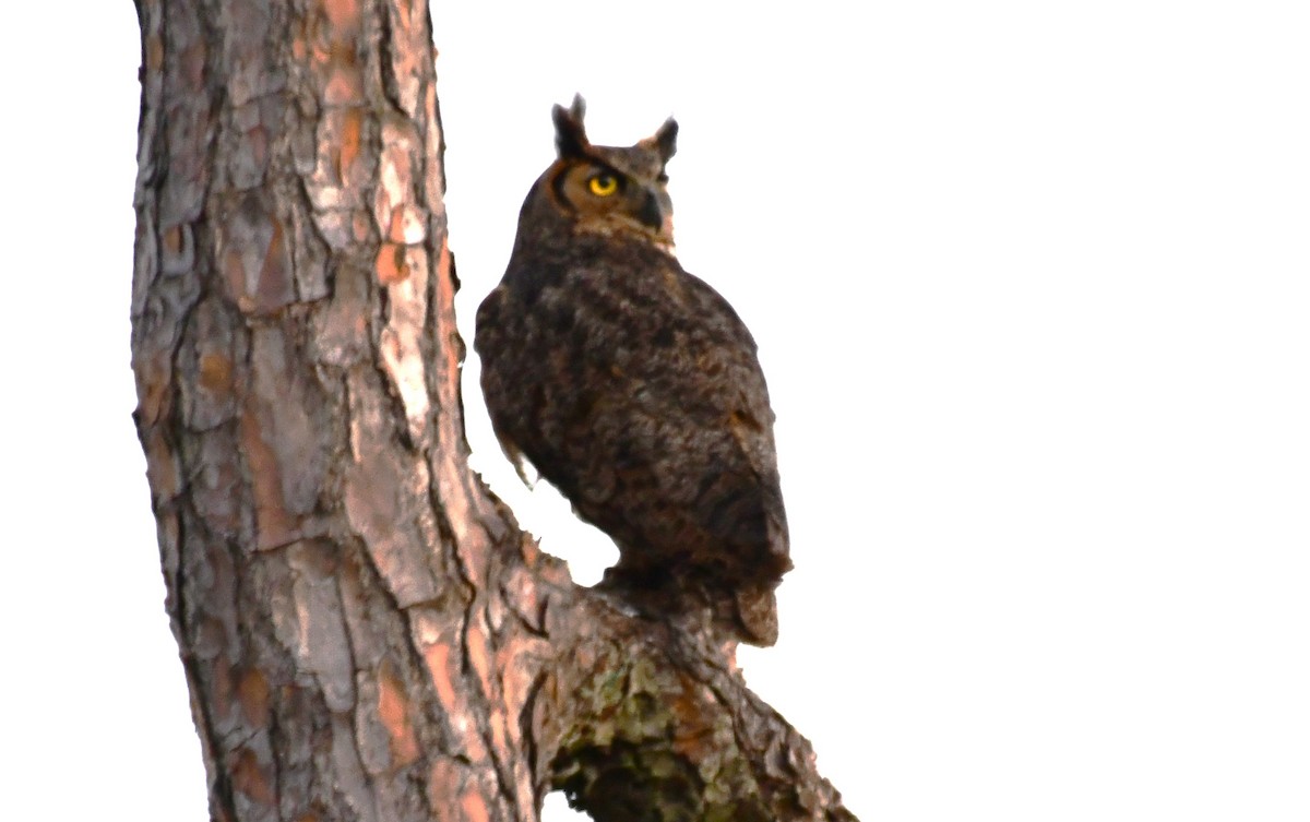 Great Horned Owl - ML620158183
