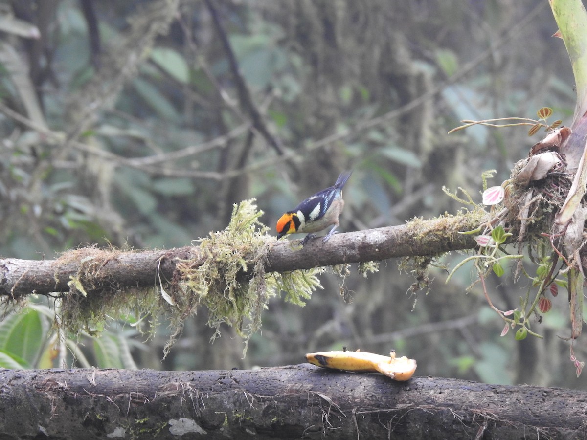 Flame-faced Tanager - ML620158203