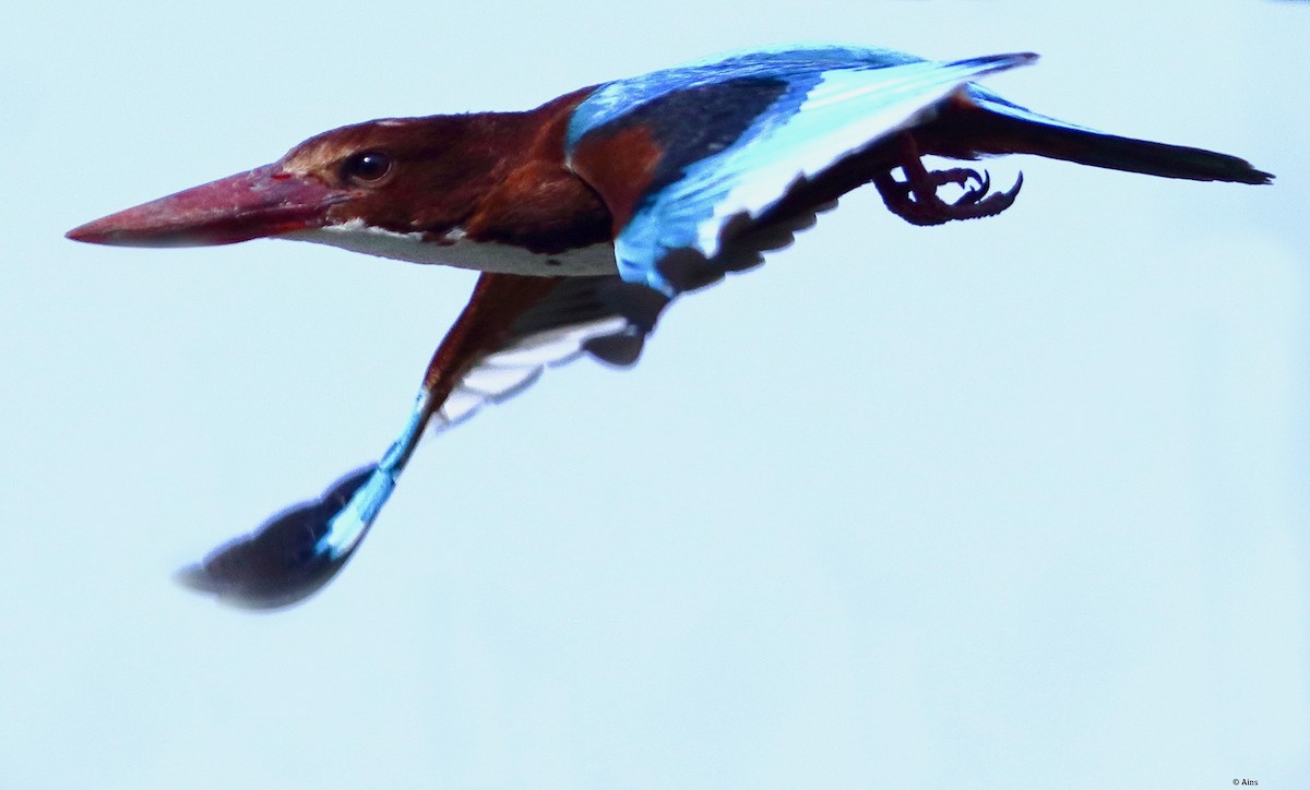White-throated Kingfisher - ML620158224