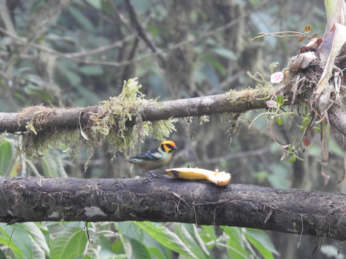 Flame-faced Tanager - ML620158232