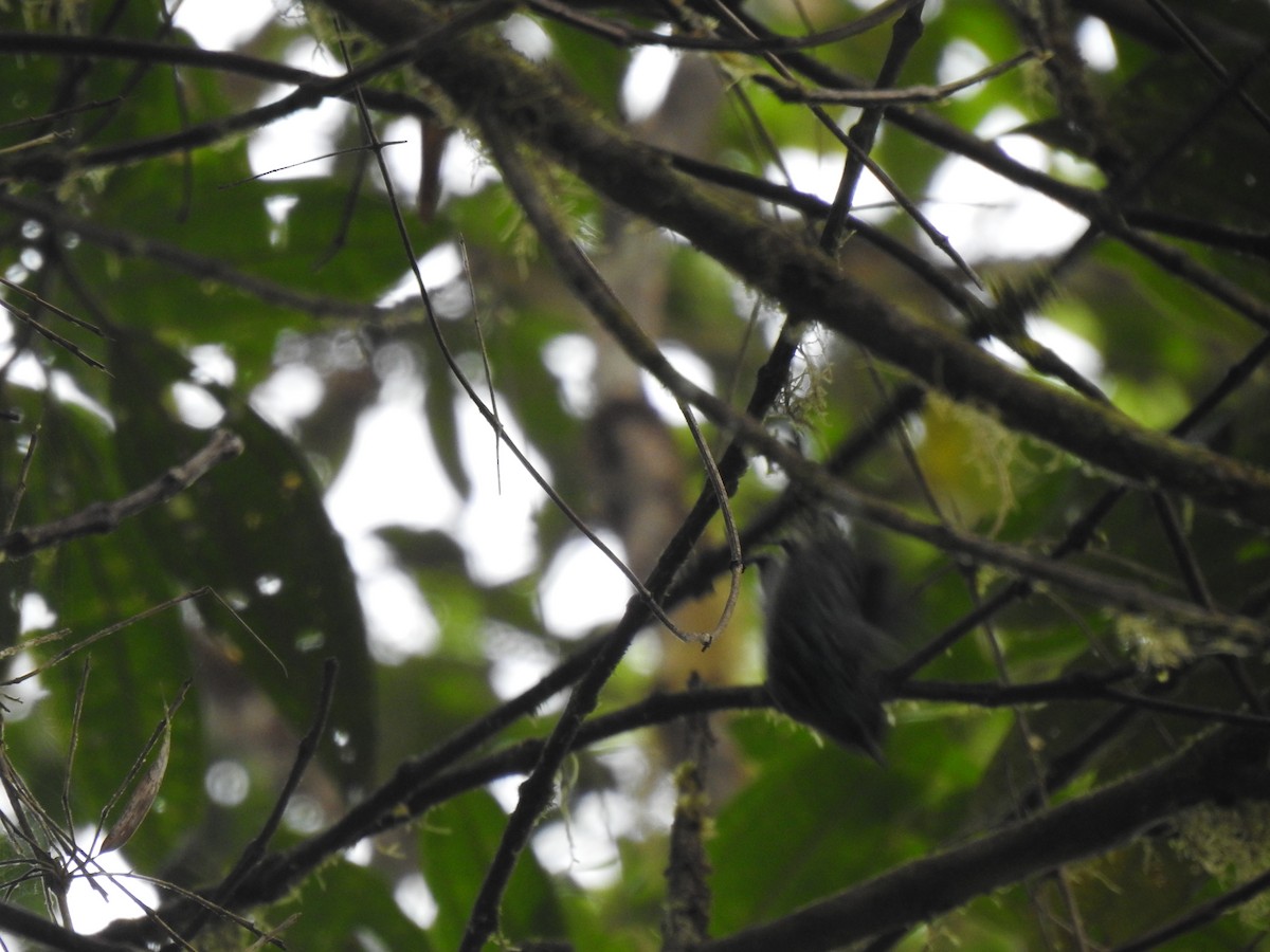 Beryl-spangled Tanager - ML620158244