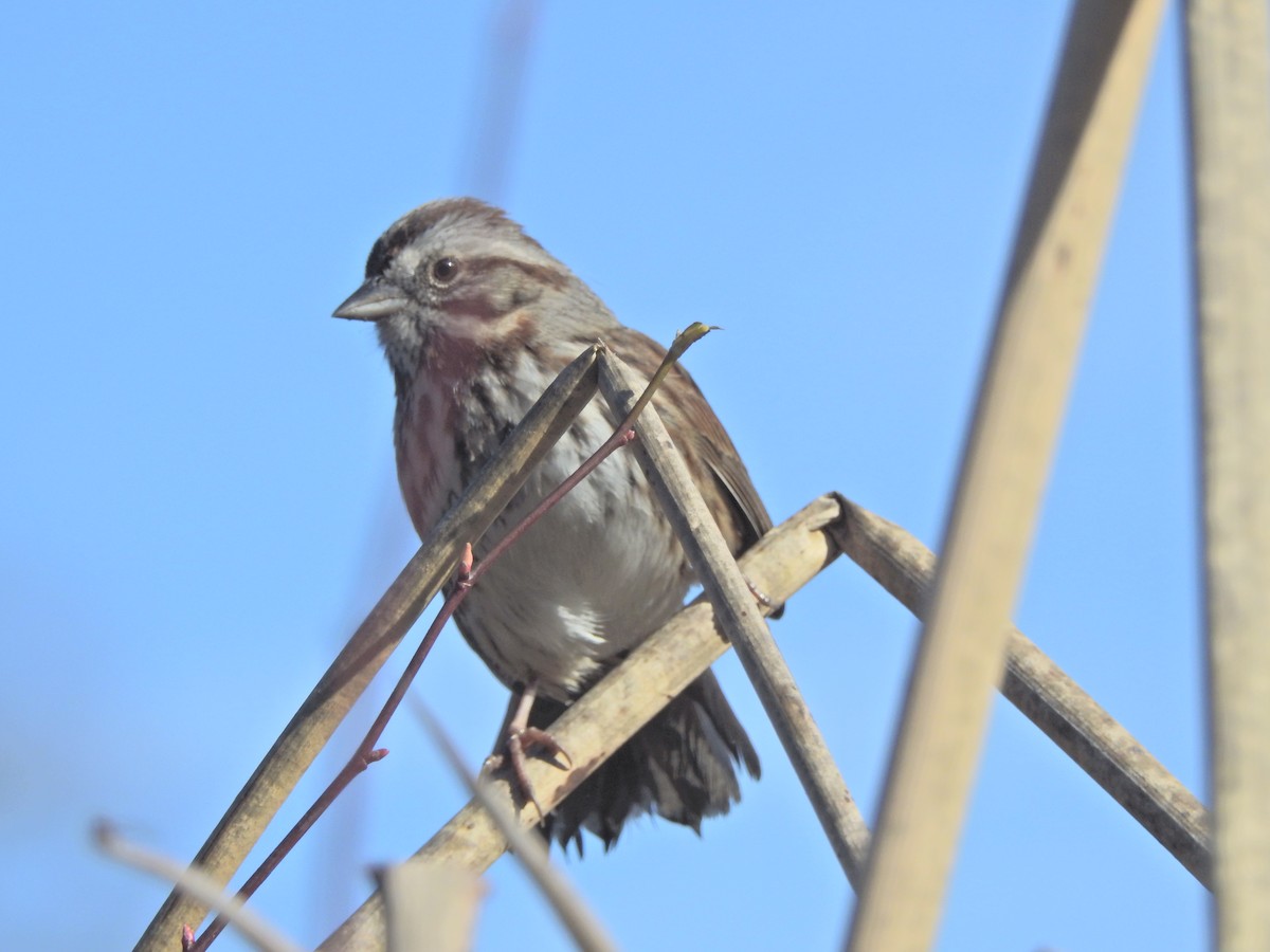 Song Sparrow (heermanni Group) - ML620158247