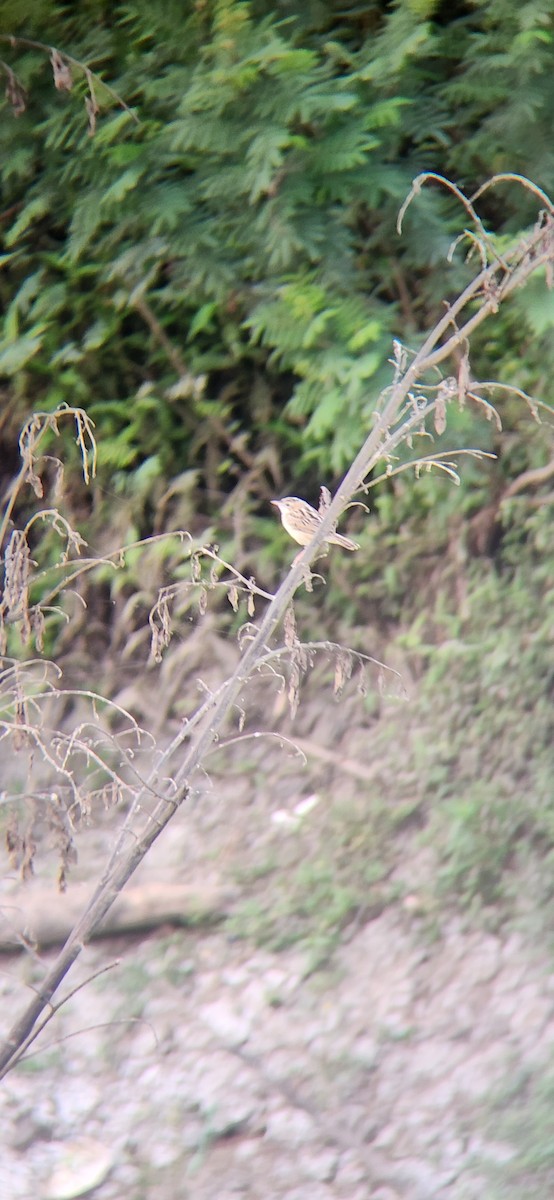 Zitting Cisticola - ML620158248