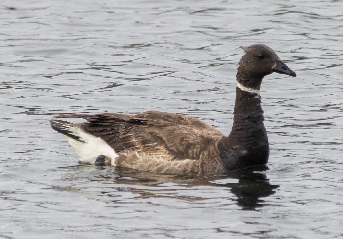 Branta musubeltza - ML620158249