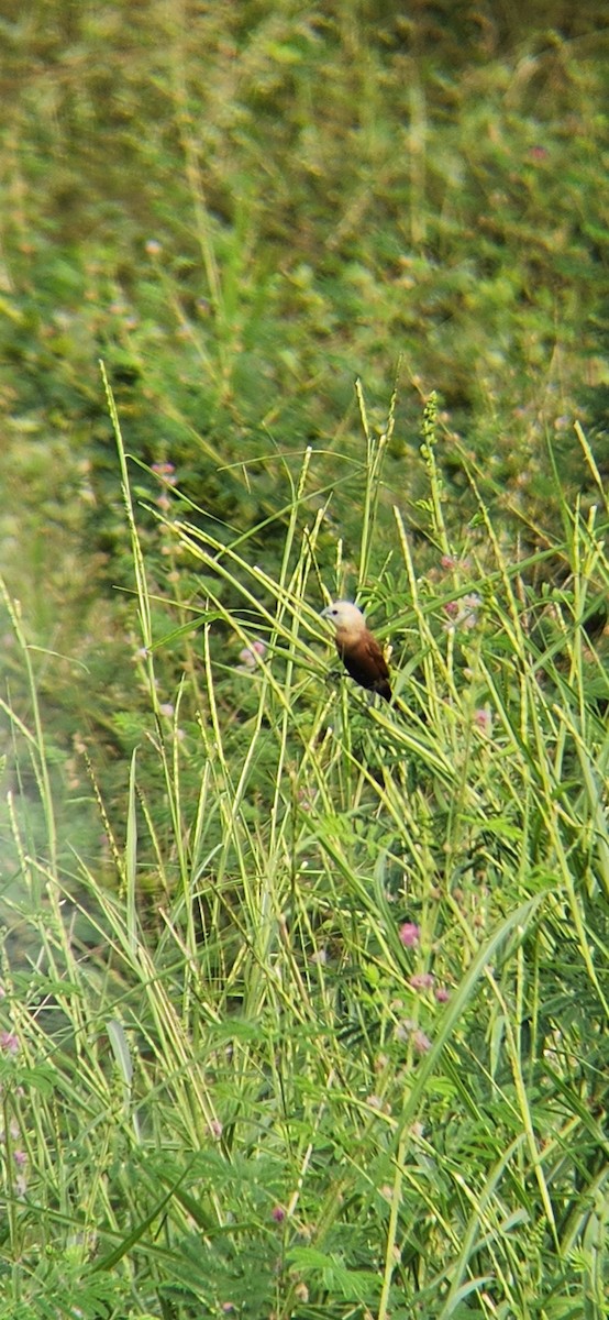 White-headed Munia - ML620158255