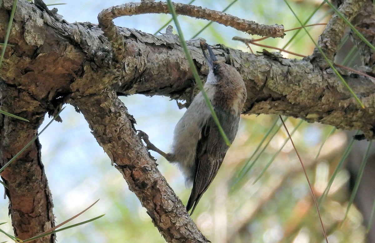 Brown-headed Nuthatch - ML620158256