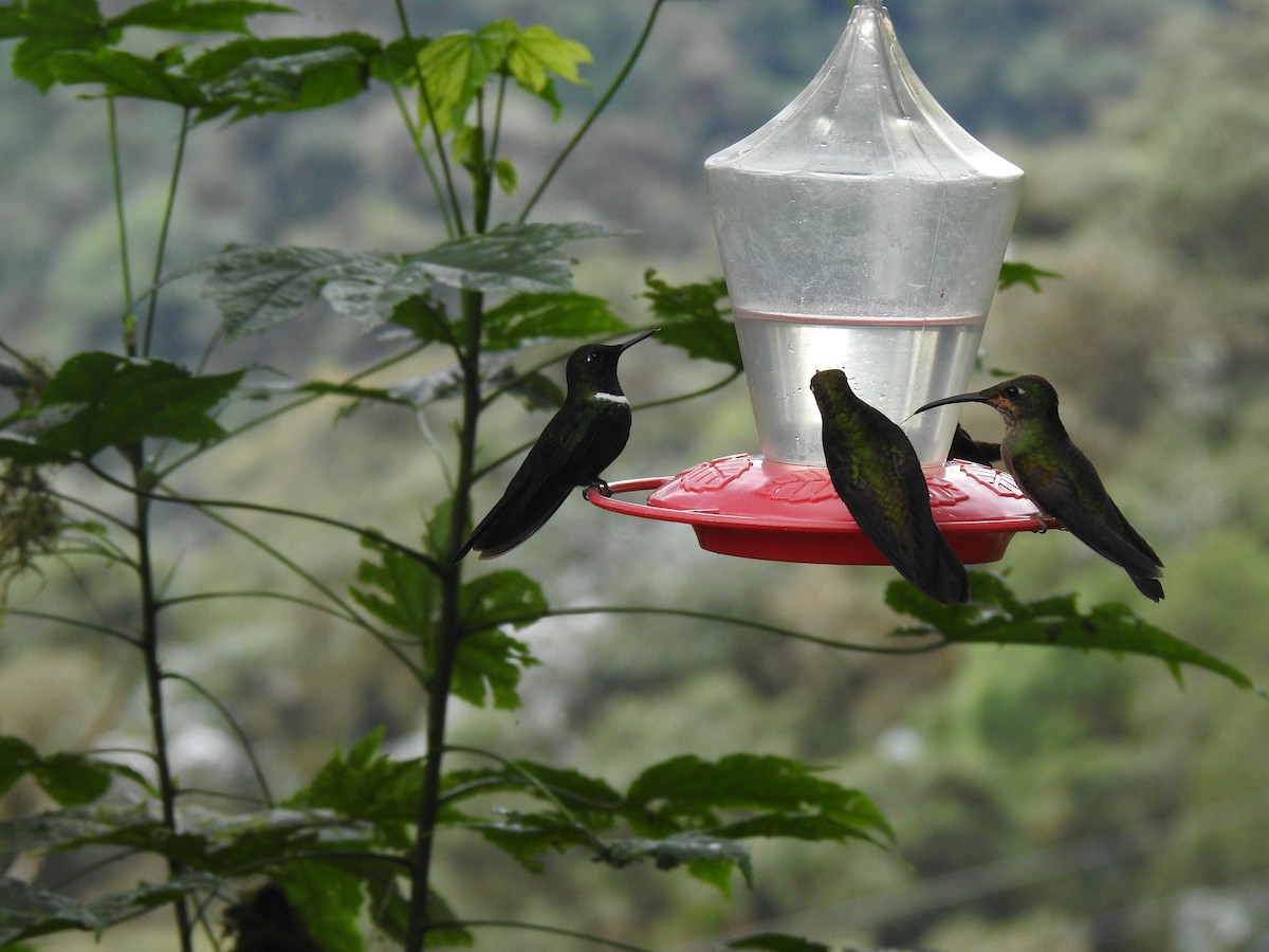 Colibrí Pectoral - ML620158257