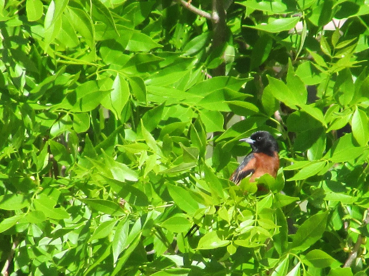 Orchard Oriole - ML620158258