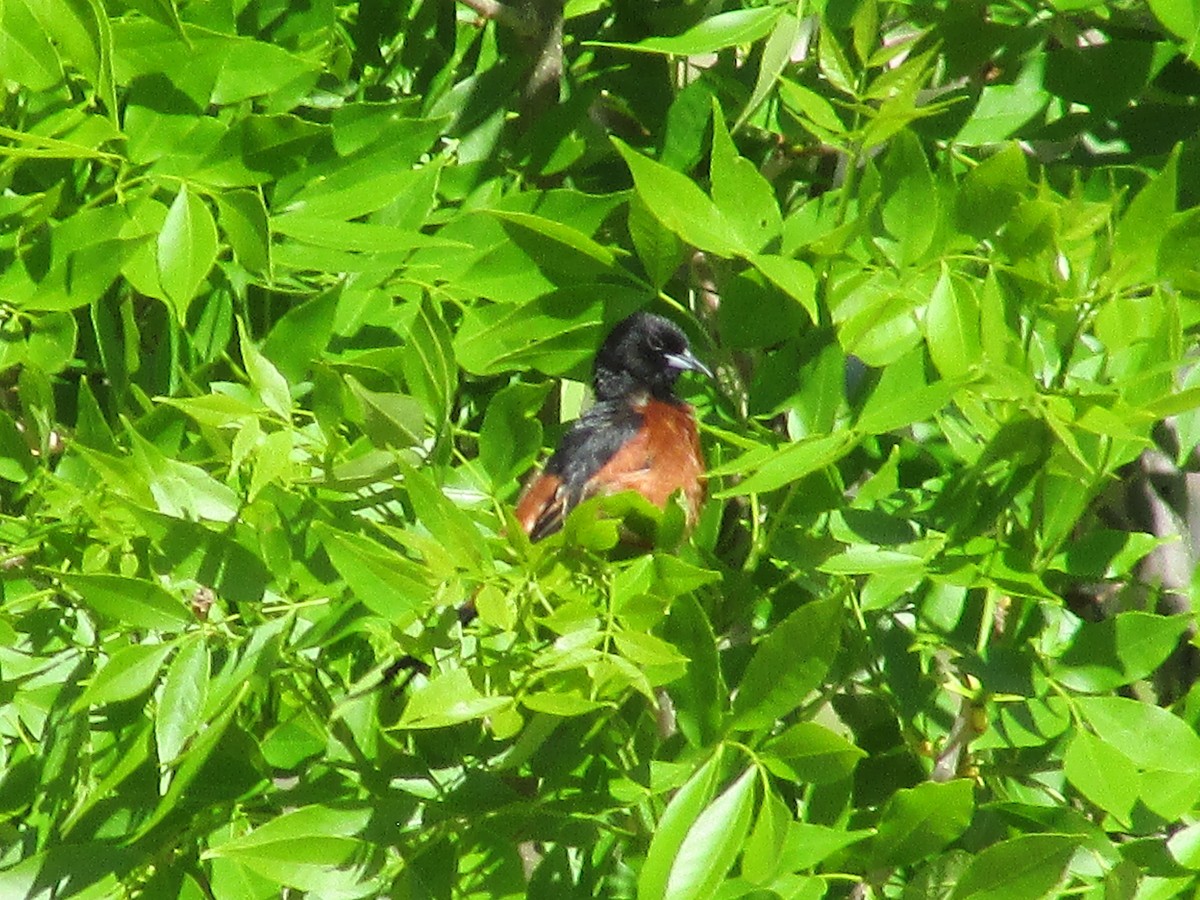 Orchard Oriole - ML620158259