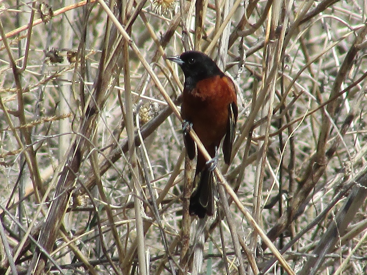 Orchard Oriole - ML620158261