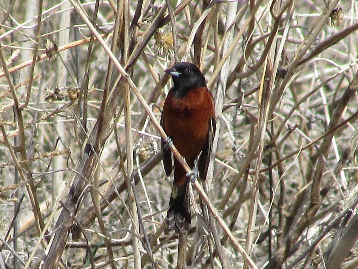 Orchard Oriole - ML620158262