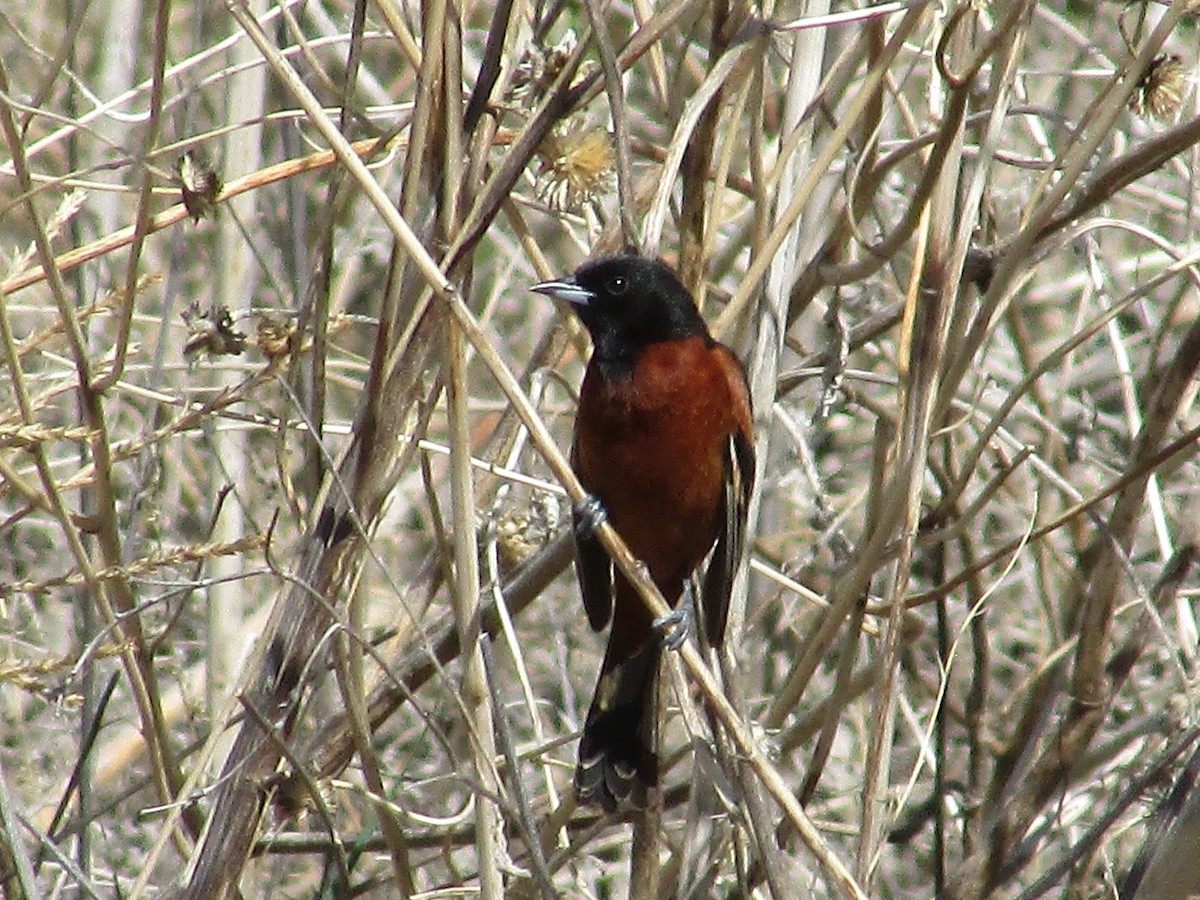 Orchard Oriole - ML620158263