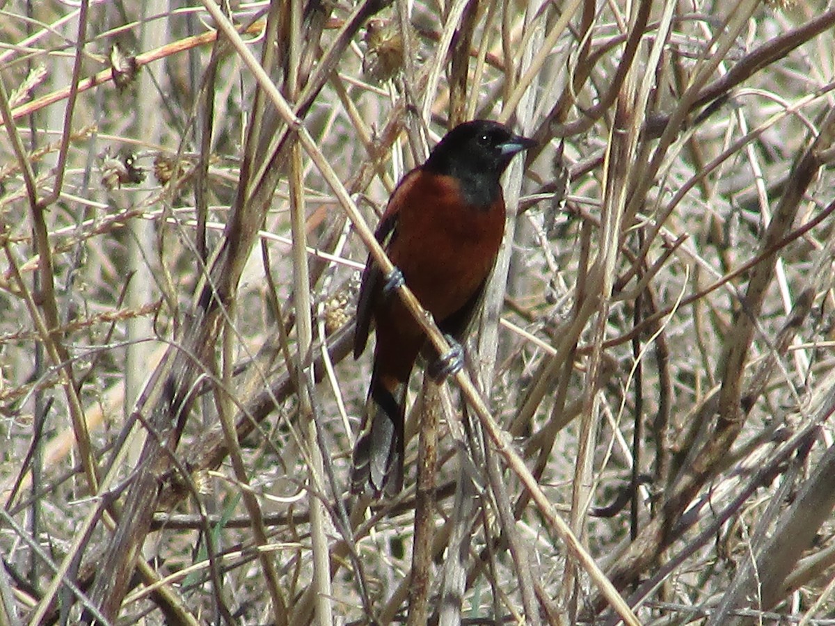 Orchard Oriole - ML620158265