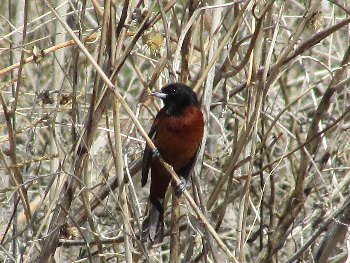 Orchard Oriole - ML620158266