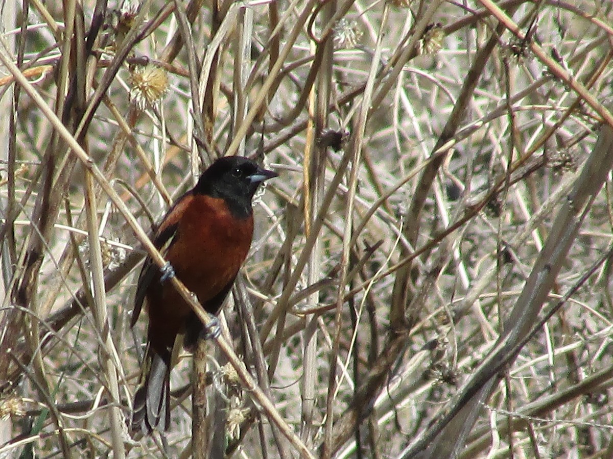 Orchard Oriole - ML620158267