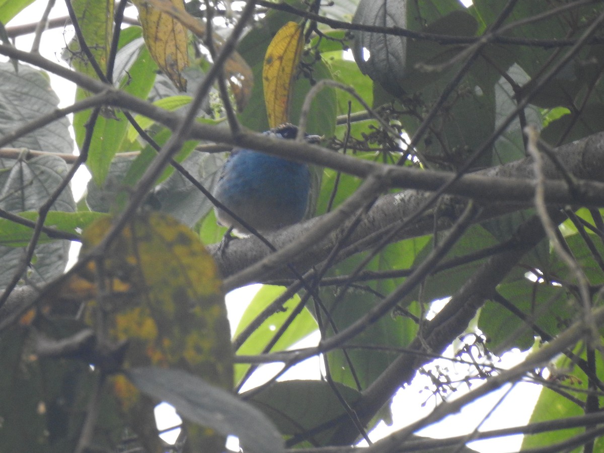 Golden-naped Tanager - ML620158276