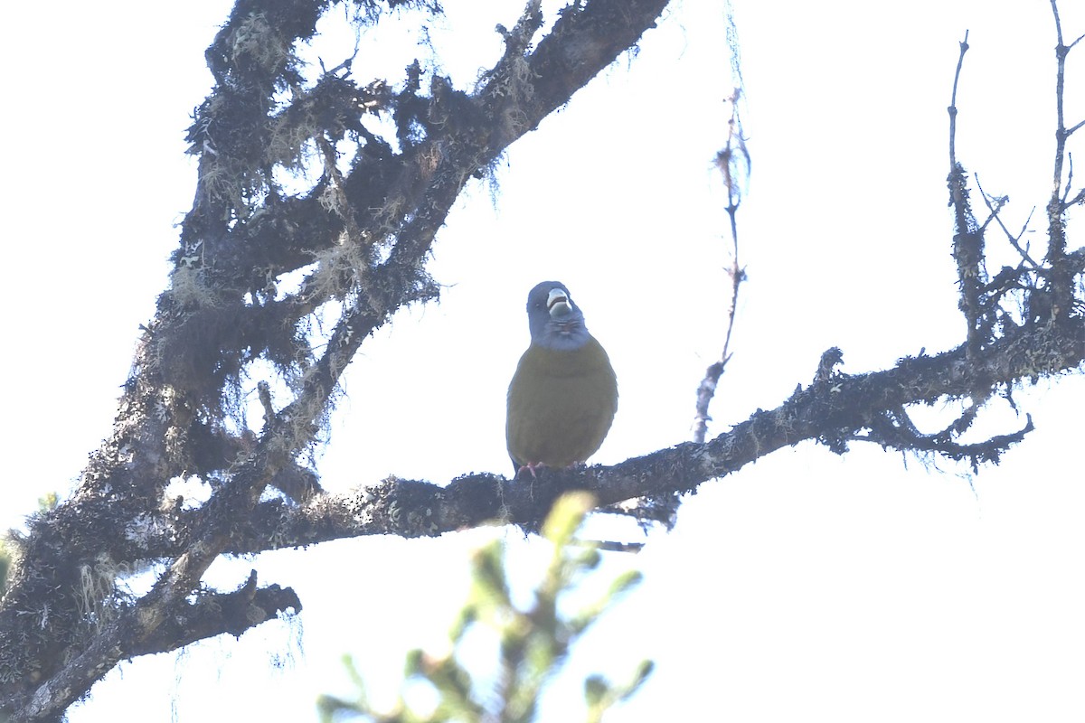 Collared Grosbeak - ML620158285