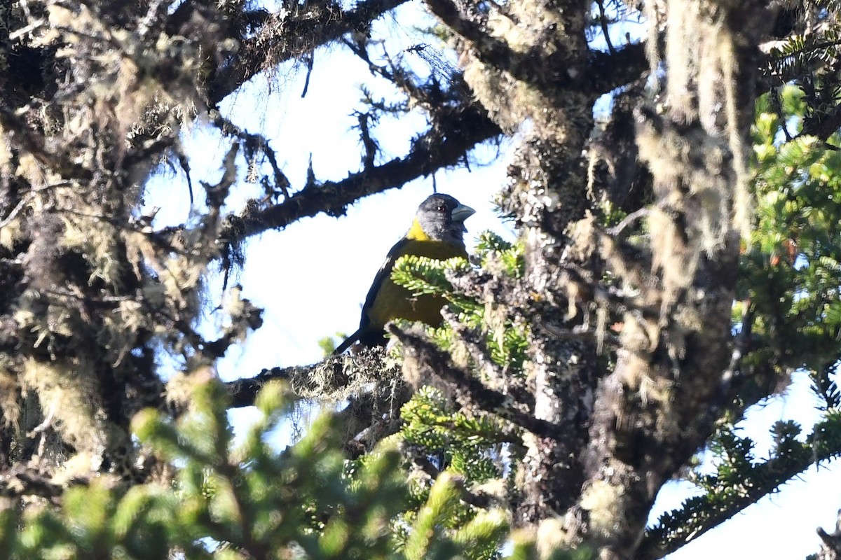 Collared Grosbeak - ML620158286