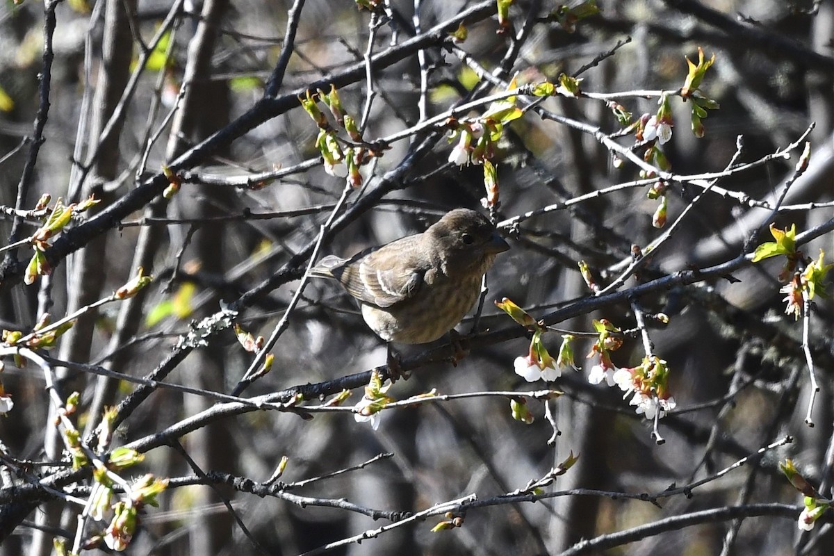 Common Rosefinch - ML620158291