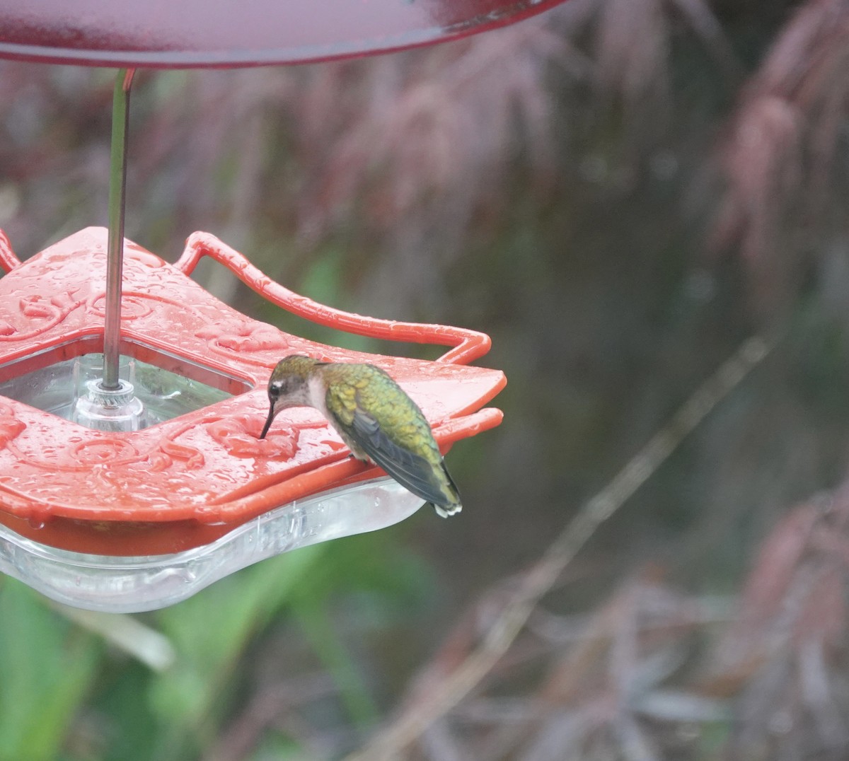 Рубиновогорлый колибри - ML620158294