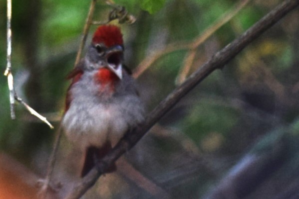 Rose-throated Tanager - ML620158313