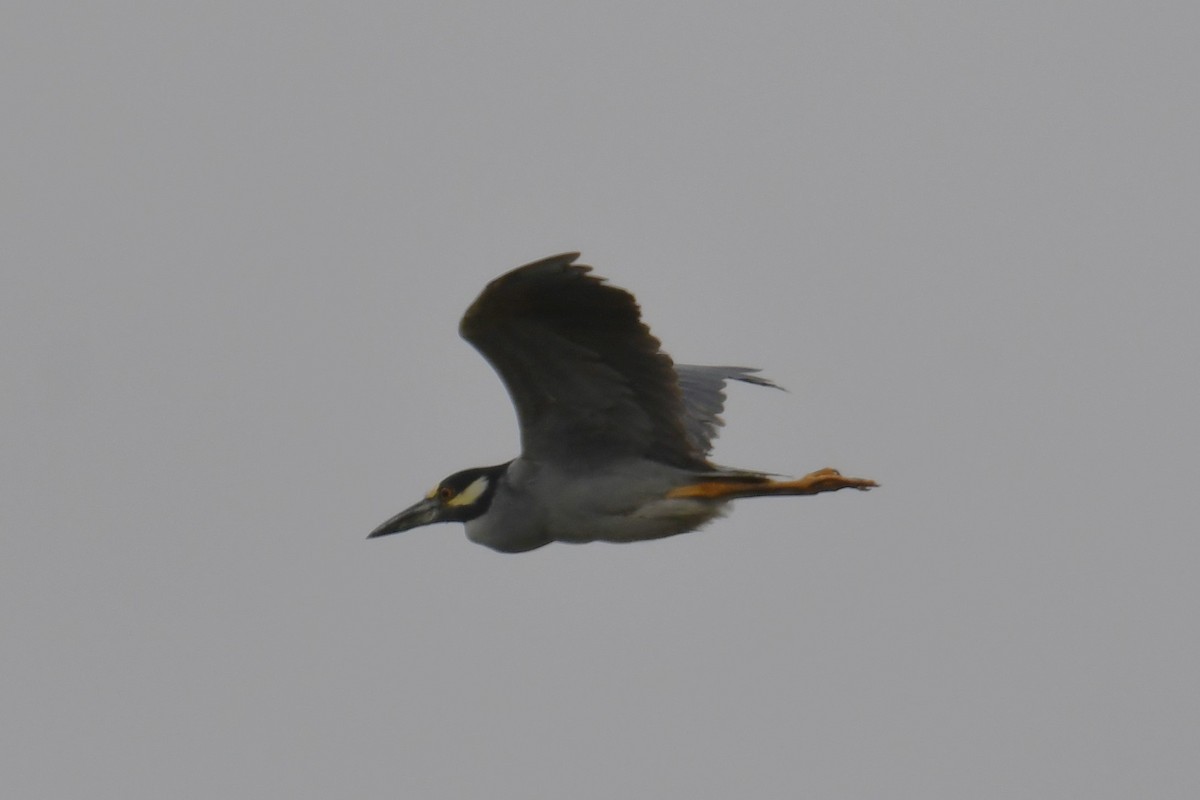 Yellow-crowned Night Heron - ML620158315