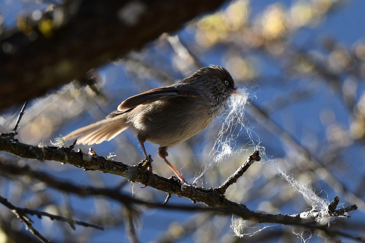 Fulvetta montagnarde - ML620158319