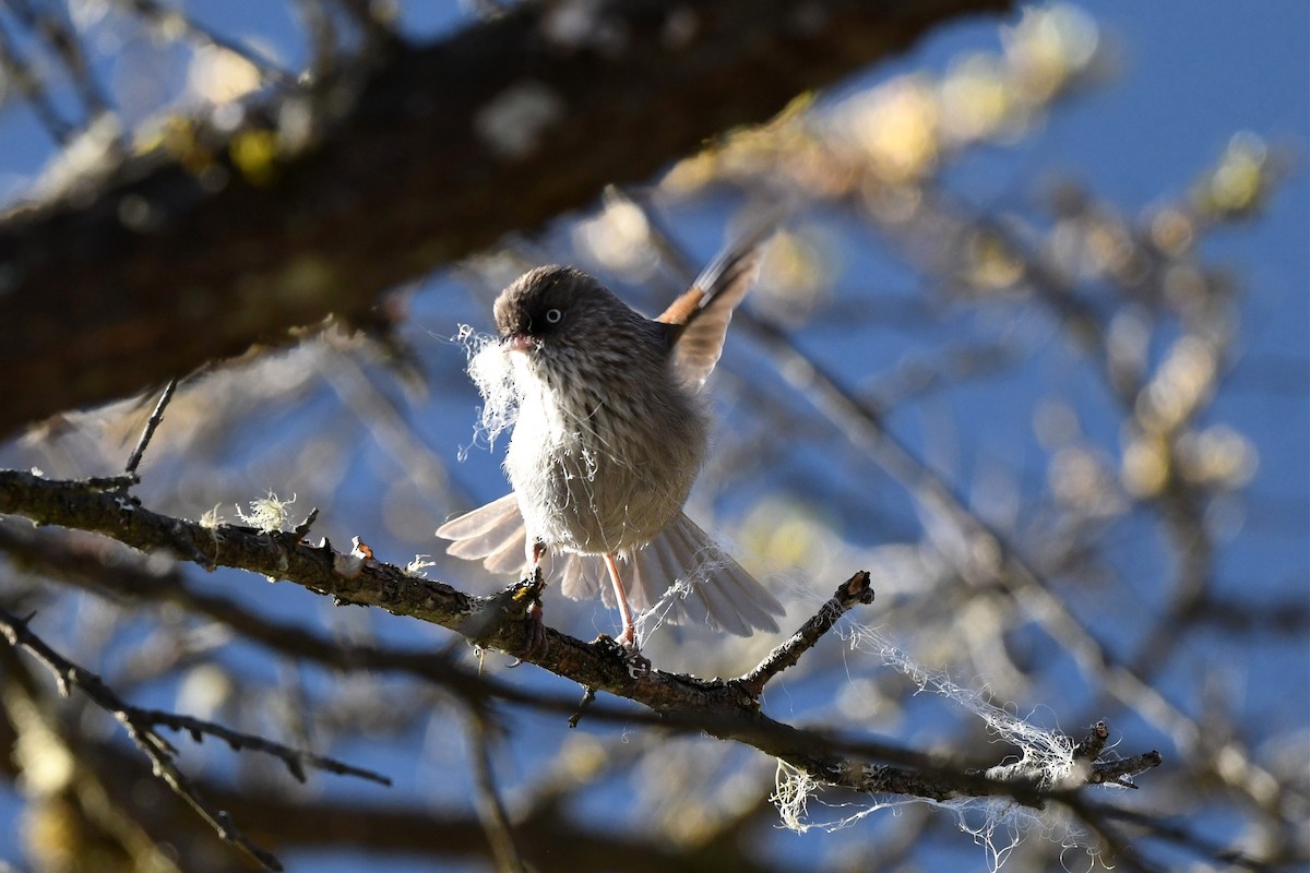 Fulvetta montagnarde - ML620158320