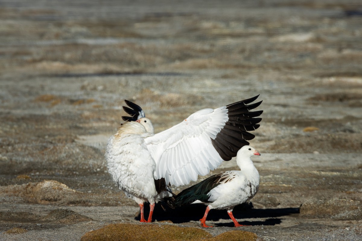 Andean Goose - ML620158338