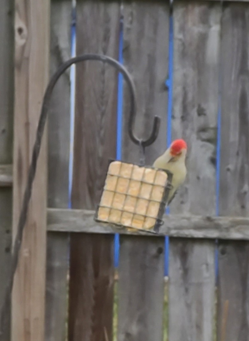 Red-bellied Woodpecker - ML620158343