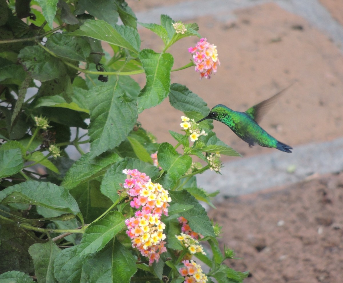 kolibřík blýskavý - ML620158349