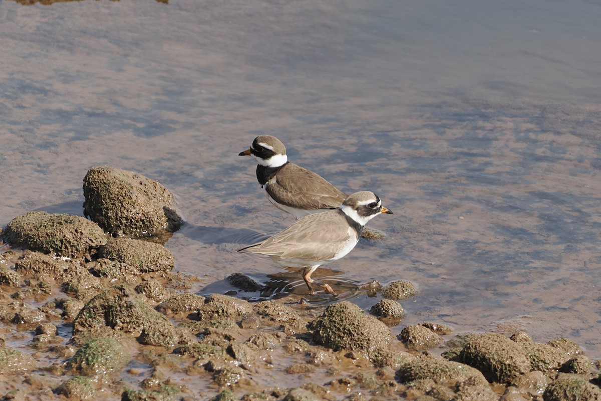 Common Ringed Plover - ML620158350